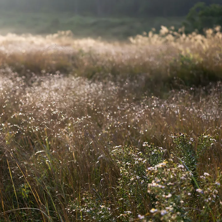 Fukui native grass meadow rain droplets sparkle in sunlight - AI-generated stock image