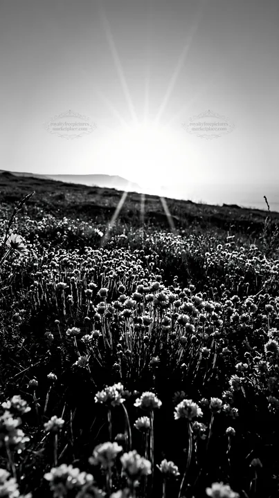 Meadow with crepuscular rays at sunset - AI-generated stock image