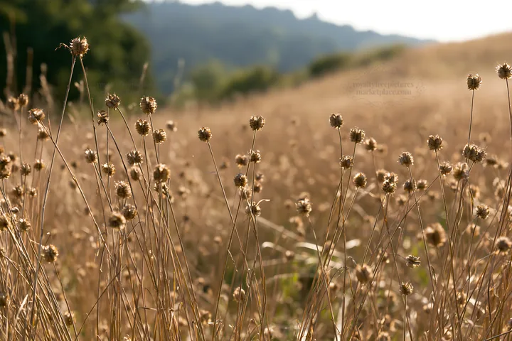Seedhead meadow in summer light with distant hills - AI-generated stock image