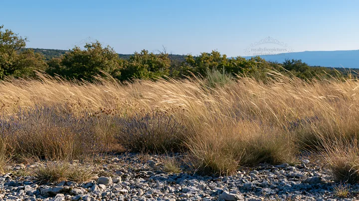 Drought-tolerant meadow with tall grass and sparse vegetation - AI-generated stock image