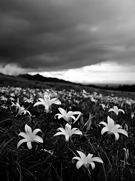 Highland meadow with daylilies in Kirigamine area - AI-generated stock image