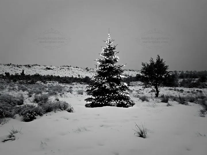 Decorated Christmas tree in snowy meadow lights up winter night - AI-generated stock image