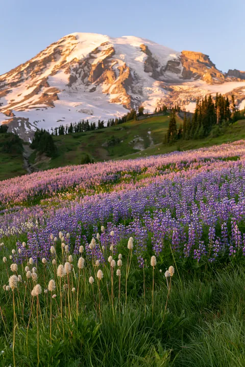Mount Rainier wildflower meadow at sunrise - AI-generated stock image