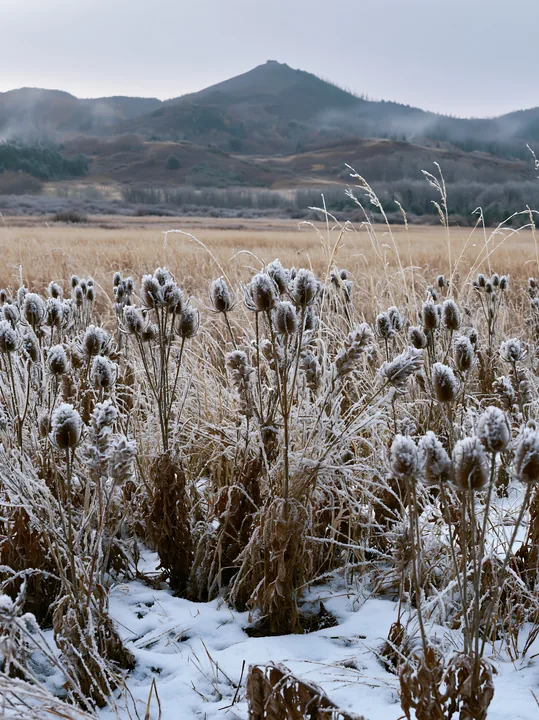 Seedhead meadow in winter landscape - AI-generated stock image