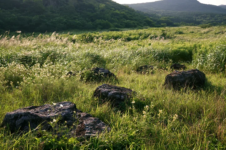 Volcanic stones in Kanagawa heat resilient meadow - AI-generated stock image