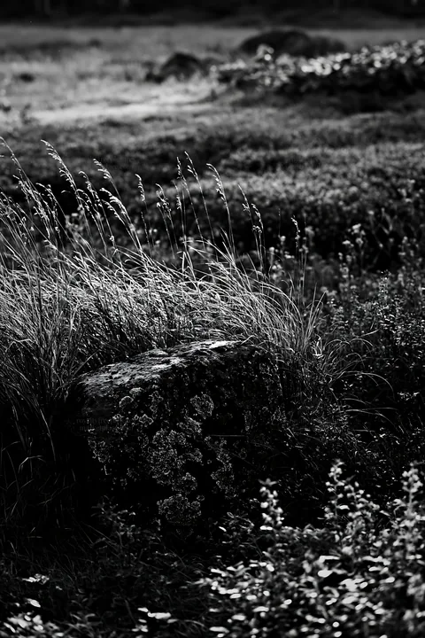 Black and white aomori climate resilient meadow with boulder - AI-generated stock image