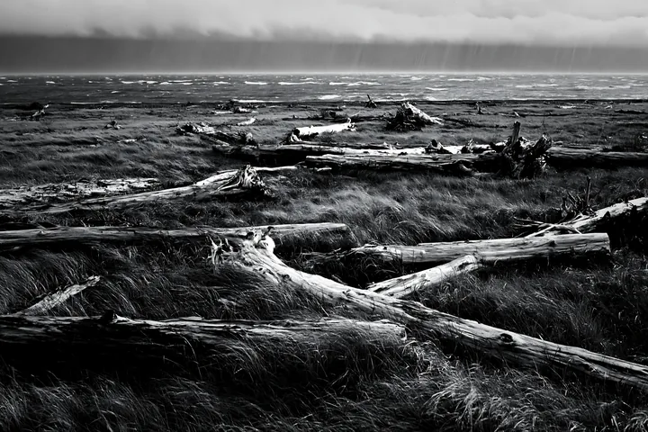 Black and white ishikawa coastal meadow storm washed driftwood - AI-generated stock image