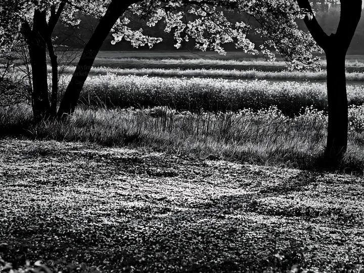 Fukuoka spring meadow with fallen blossoms in the foreground - AI-generated stock image