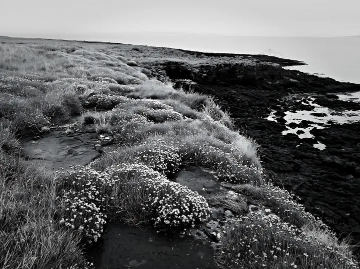 Coastal cliff meadow with flowers and rocky shoreline - AI-generated stock image