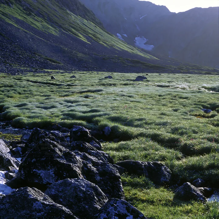 Toyama alpine meadow snowmelt rock foreground - AI-generated stock image