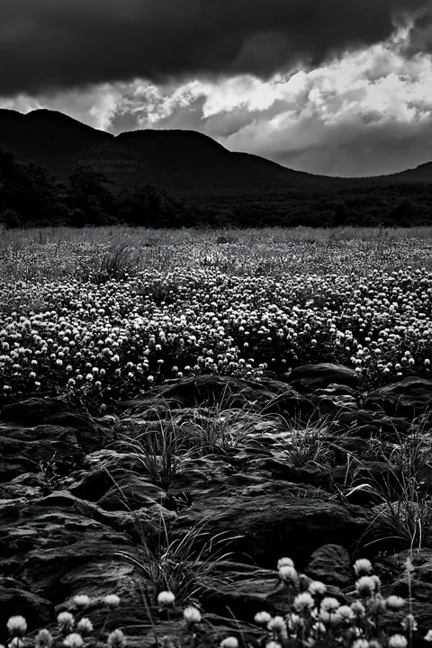 Kumamoto volcanic meadow with dark rock foreground and cloudy sky - AI-generated stock image