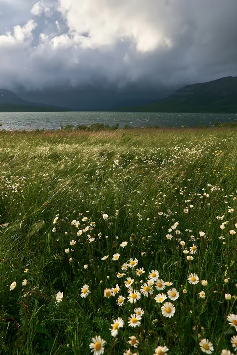 Lakeside meadow with flowers and dark clouds in the background - AI-generated stock image