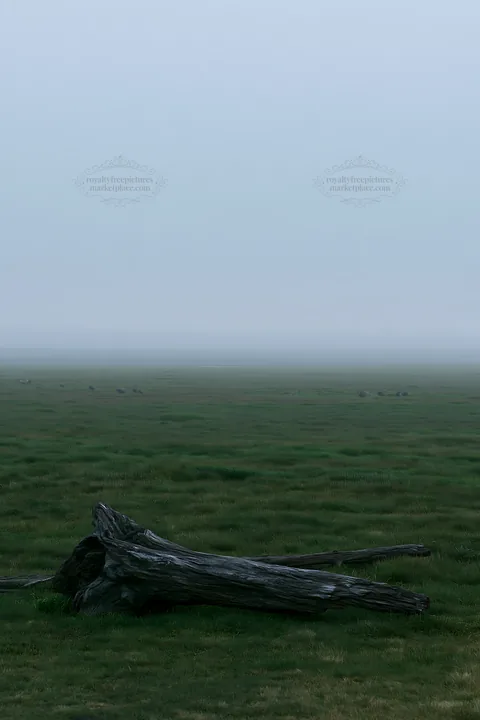 Coastal meadow with driftwood in foggy Chiba landscape - AI-generated stock image