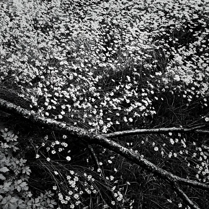 Black and white yamagata rewilded meadow fallen branch in the foreground - AI-generated stock image