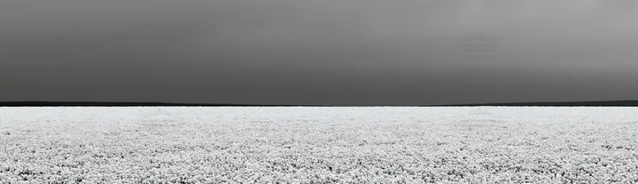 Meadow whiteout under a grey sky during winter season - AI-generated stock image