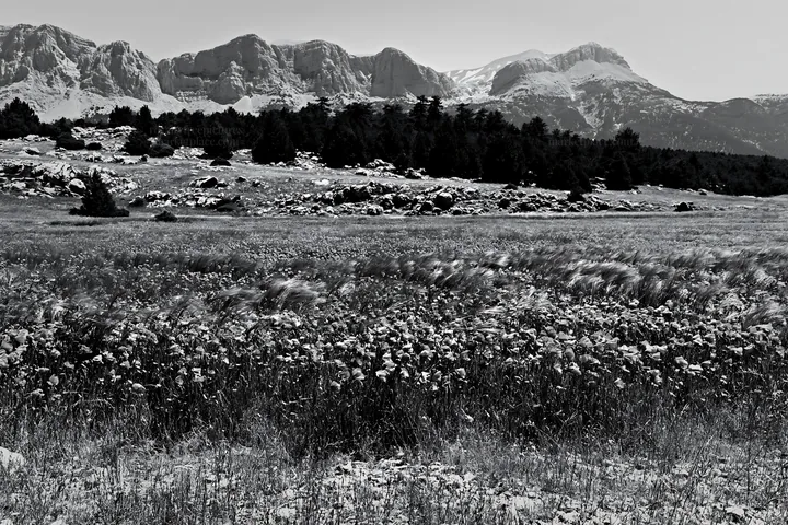 Poppy and flax meadow with mountains in the background - AI-generated stock image