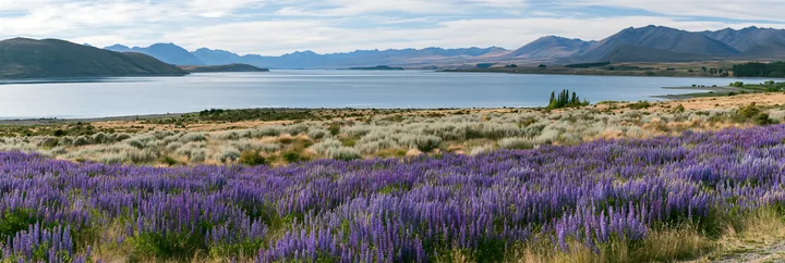 Lupine meadow panorama at Lake Tekapo in New Zealand - AI-generated stock image