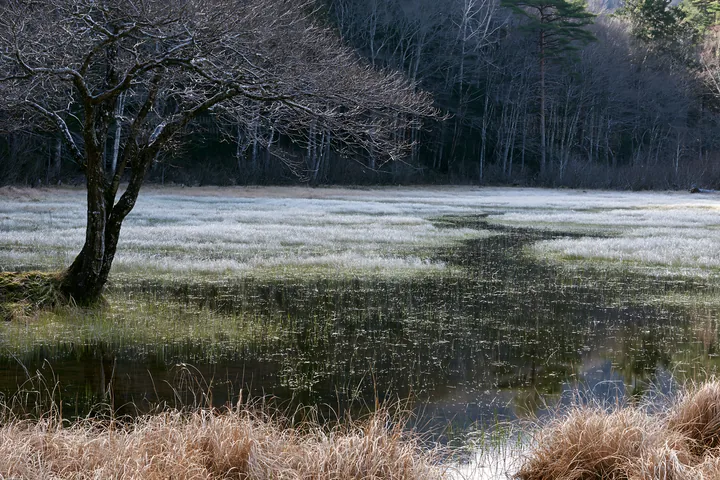Akita snowmelt meadow with silver grasses and a bare tree - AI-generated stock image