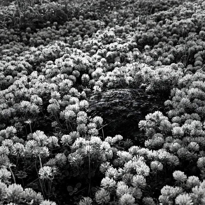 Black and white miyagi spring recovery meadow mossy stone surrounded by flowers - AI-generated stock image
