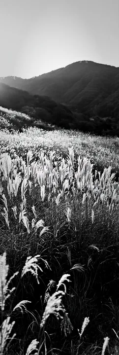 Black and white okayama golden meadow with seedhead foreground glows at sunset - AI-generated stock image