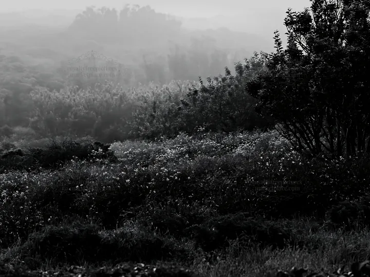 Black and white seaside orchard meadow with fog and greenery - AI-generated stock image