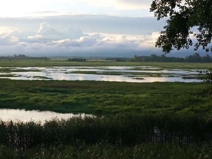Saga floodplain meadow with reed foreground under cloudy sky - AI-generated stock image