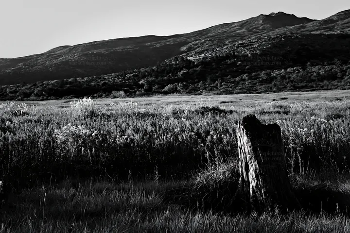 Black and white fukushima native meadow with weathered stump during sunset - AI-generated stock image