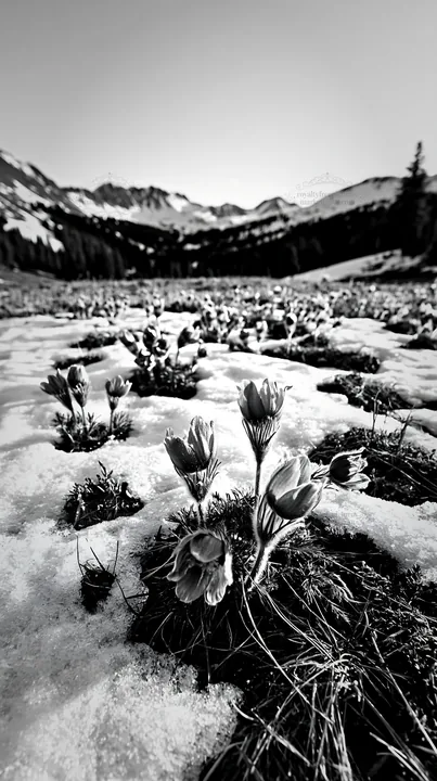 Black and white snowy highland meadow with blooming purple flowers - AI-generated stock image