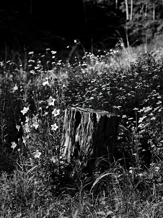 Black and white fukushima native meadow with weathered stump - AI-generated stock image