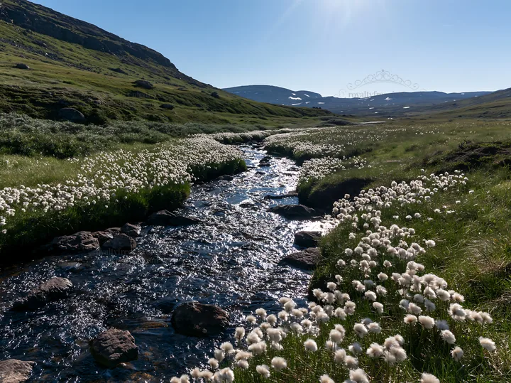High contrast meadow with watercourse under clear sky - AI-generated stock image