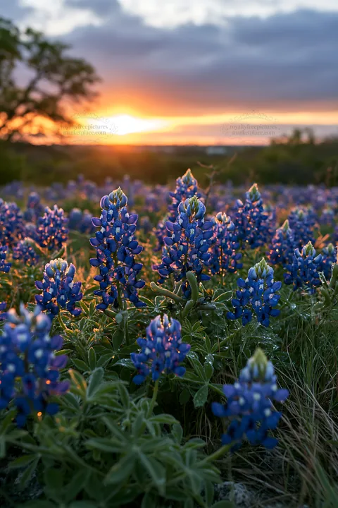 Bluebonnet meadow sunrise with warm light and blooming flowers - AI-generated stock image