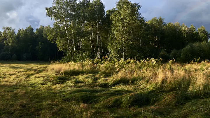 Birch forest meadow with tall grass under cloudy sky - AI-generated stock image