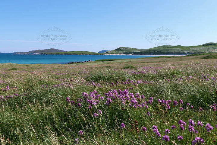 Colorful orchid meadow with a view of the ocean - AI-generated stock image