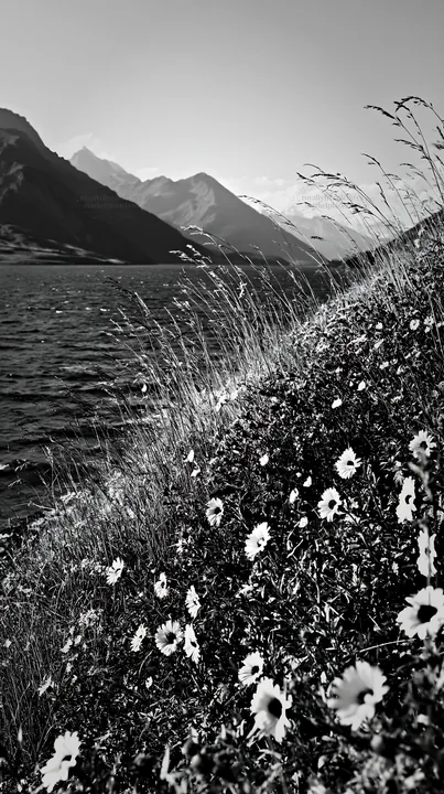 Black and white swiss meadow beside alpine lake with wildflowers along the shore - AI-generated stock image