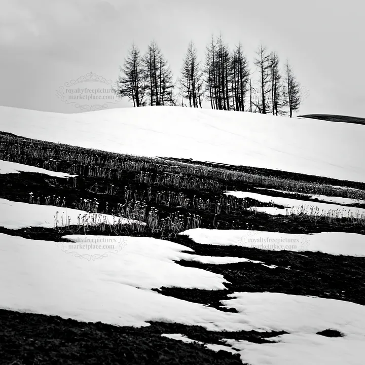 Black and white snow covered Biei hills meadow with patches of ground visible - AI-generated stock image