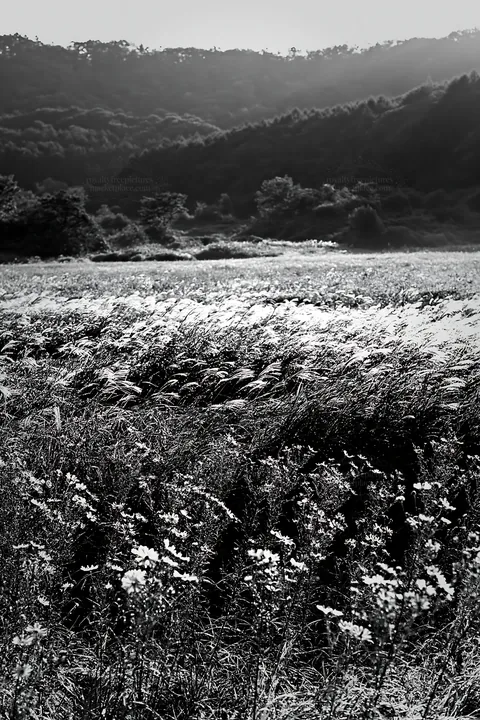 Black and white expansive Hokkaido restoration meadow with dewdrops - AI-generated stock image