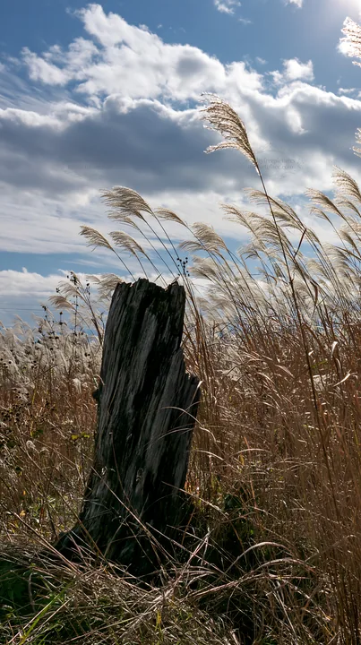 Fukushima native meadow with weathered stump and tall grass - AI-generated stock image