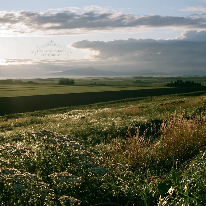 Expansive Hokkaido restoration meadow with dewdrops - AI-generated stock image
