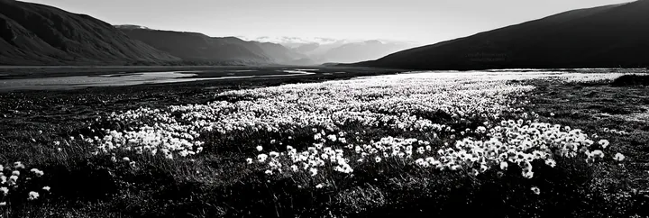 Cottongrass meadow in black and white at dusk - AI-generated stock image