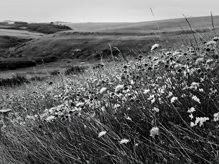 Cloudy chalk meadow with wildflowers in black and white - AI-generated stock image