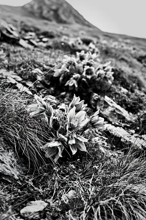 Cloudy pasque flower meadow with rocky terrain - AI-generated stock image