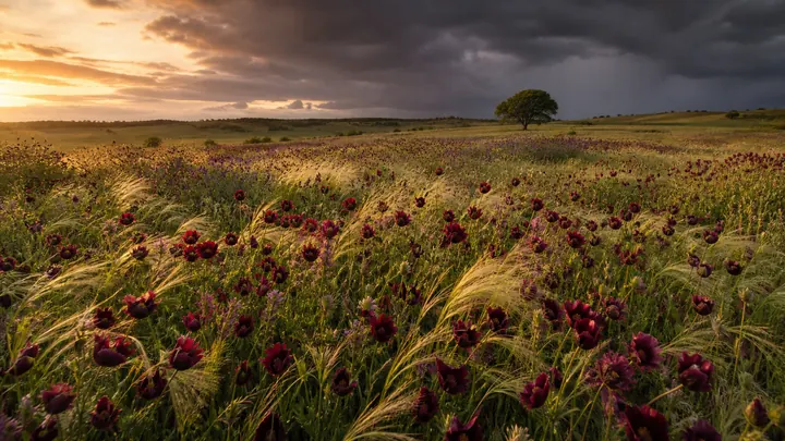 Burgundy Meadow Before the Storm