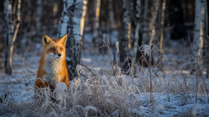 Red Fox Among Frosted Grasses