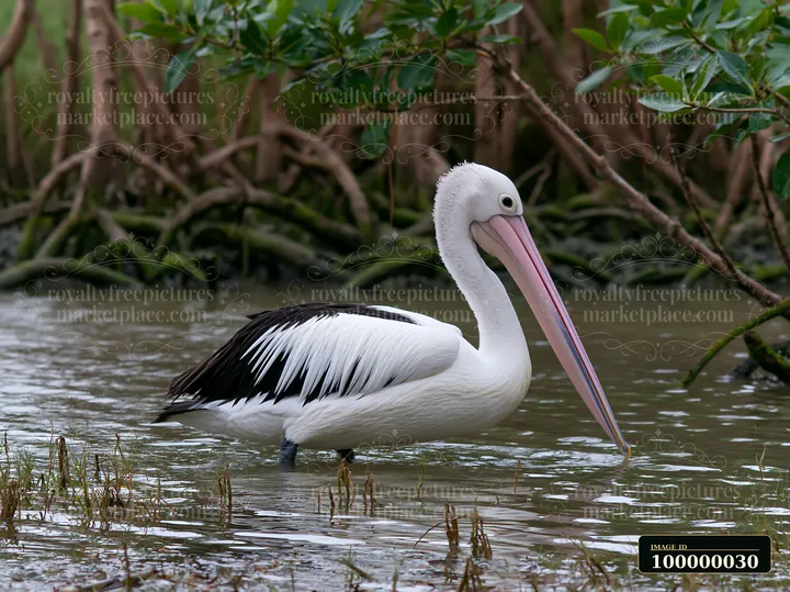 Australian pelican standing in shallow coastal lagoon water beside mangrove roots.
