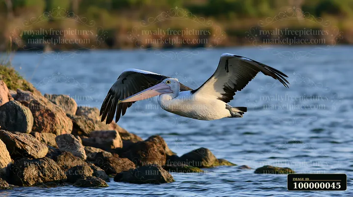 Australian pelican flies low over lagoon water beside a rocky shoreline.