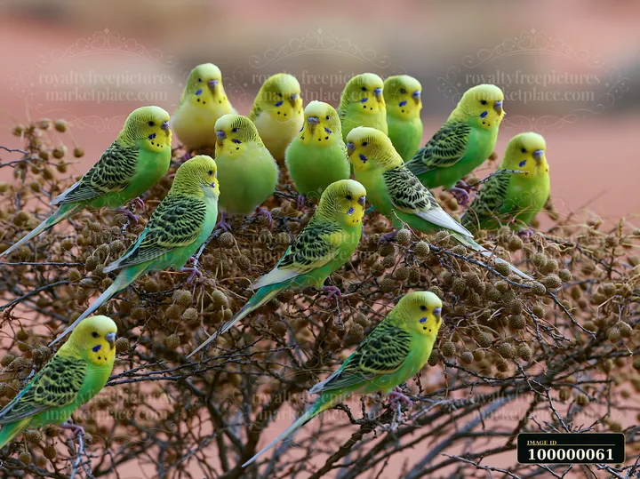Green and yellow budgerigars gather on a dry seed-covered shrub in a softly blurred desert landscape.