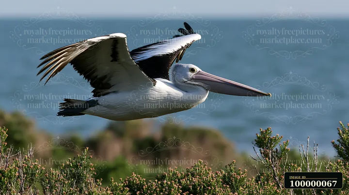 Australian pelican flies with wings extended above coastal shrubs and blue lagoon water.