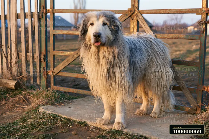 Long-haired dog with a shaggy coat stands beside a rustic farm gate in a rural yard.
