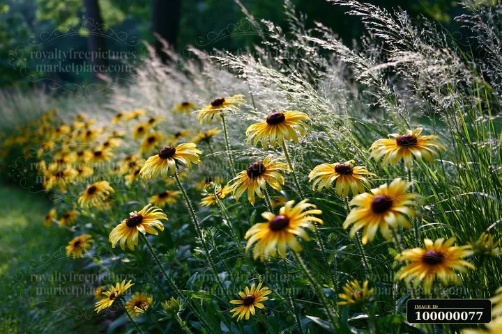 Yellow coneflowers bloom among ornamental grasses in a softly lit garden.