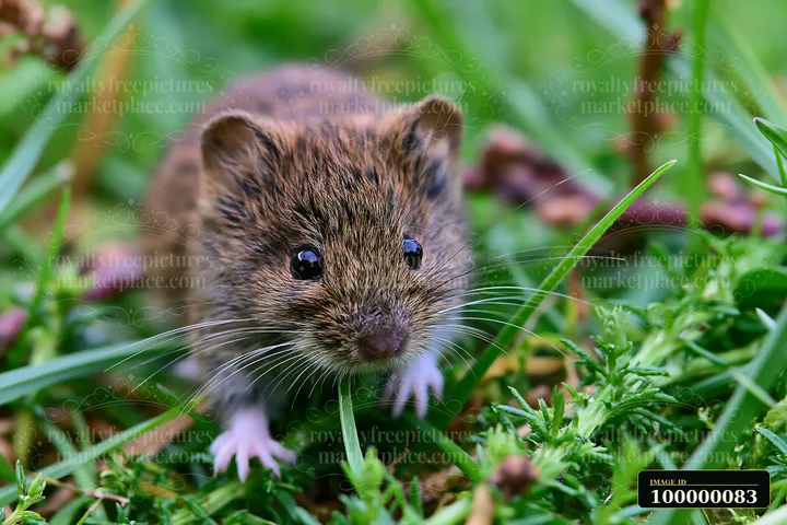 Close-up vole facing the camera among green meadow plants and small purple flowers.